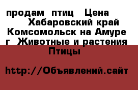 продам  птиц › Цена ­ 1 500 - Хабаровский край, Комсомольск-на-Амуре г. Животные и растения » Птицы   